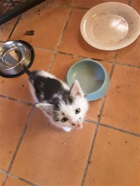 Grote foto kittens dieren en toebehoren overige katten