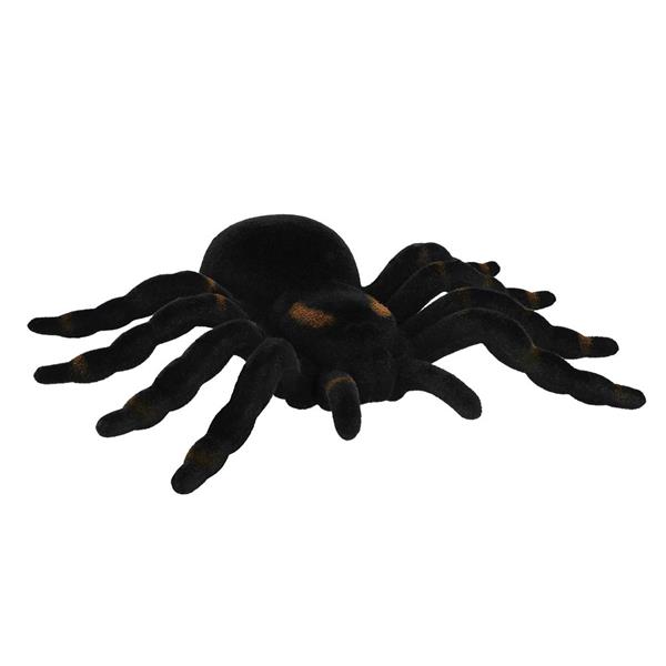 Grote foto spin tarantula verzamelen overige verzamelingen