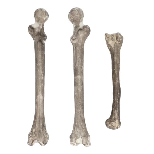 Grote foto halloween skelet 6st verzamelen overige verzamelingen