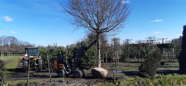 Grote foto dakbomen leibomen tuin en terras bomen en struiken