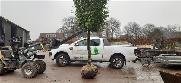 Grote foto dakbomen leibomen tuin en terras bomen en struiken