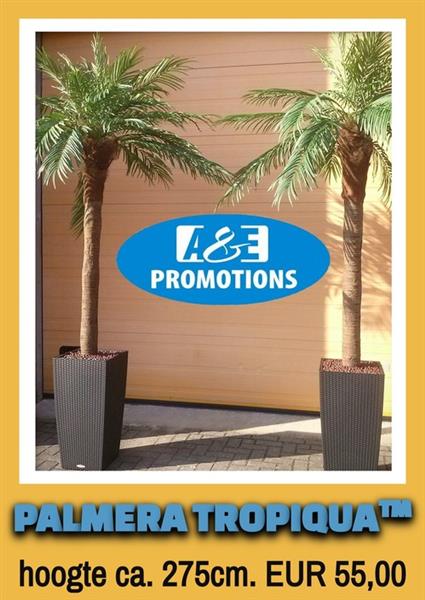 Grote foto zeerover party items verhuur palm decoratie etc. diversen overige diversen