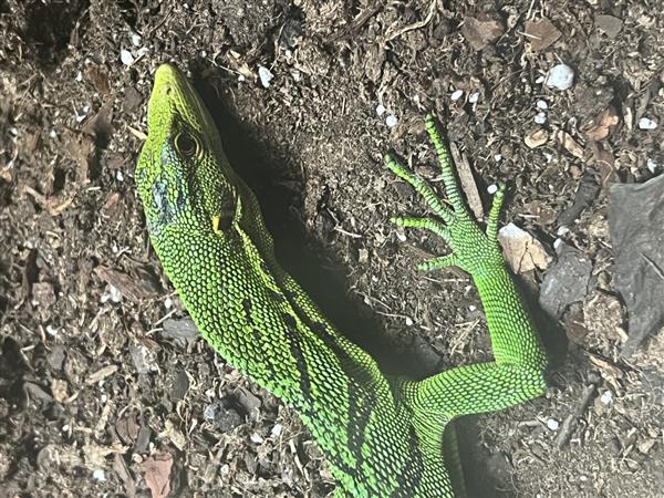 Grote foto smaragdboomvaraan varanus prasinus dieren en toebehoren reptielen en amfibie n