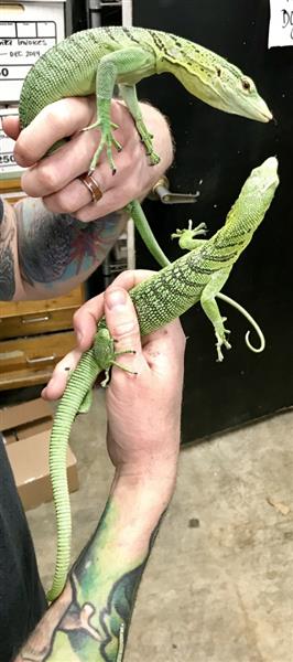 Grote foto smaragdboomvaraan varanus prasinus dieren en toebehoren reptielen en amfibie n