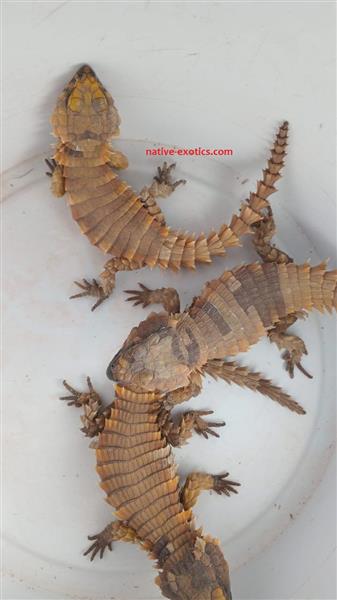 Grote foto we hebben 4 baby ouroborus cataphractus te koop. dieren en toebehoren reptielen en amfibie n