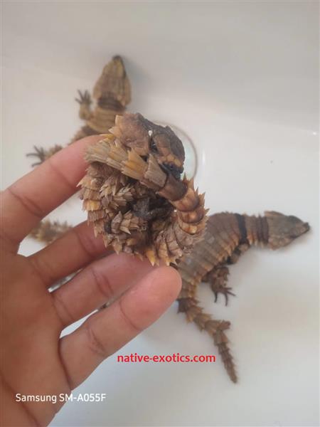 Grote foto we hebben 4 baby ouroborus cataphractus te koop. dieren en toebehoren reptielen en amfibie n