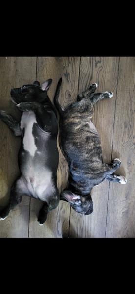 Grote foto 2 reutjes. arie en karel. 9 weken oud dieren en toebehoren niet rashonden