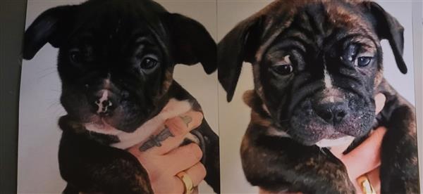 Grote foto 2 reutjes. arie en karel. 9 weken oud dieren en toebehoren niet rashonden