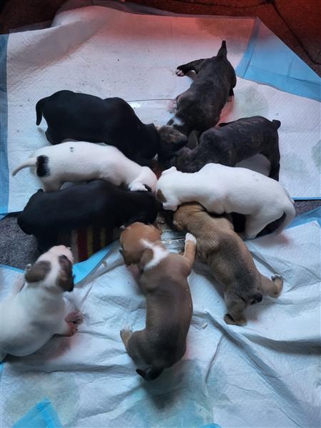 Grote foto 2 reutjes. arie en karel. 9 weken oud dieren en toebehoren niet rashonden