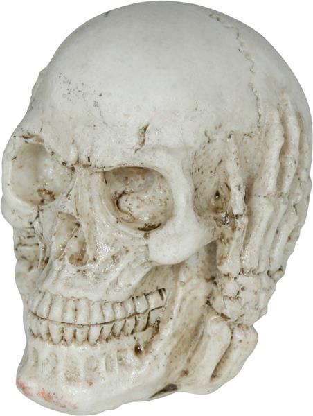 Grote foto skull resin 6 cm verzamelen overige verzamelingen
