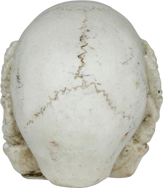Grote foto skull resin 6 cm verzamelen overige verzamelingen