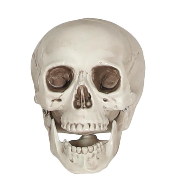 Grote foto skull pvc 20 cm verzamelen overige verzamelingen