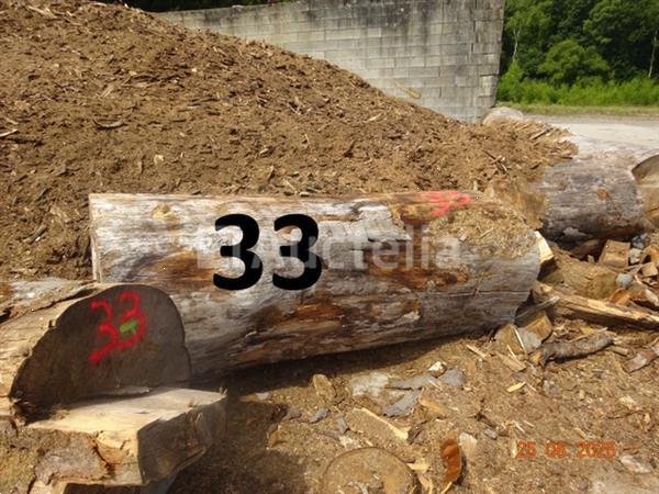 Grote foto 1 boomstam op een lengte van 6m diam 1m beginnend voor een einde van 80cm 1 boomstamlengte 6m8 doe het zelf en verbouw ijzerwaren en bevestigingsmiddelen