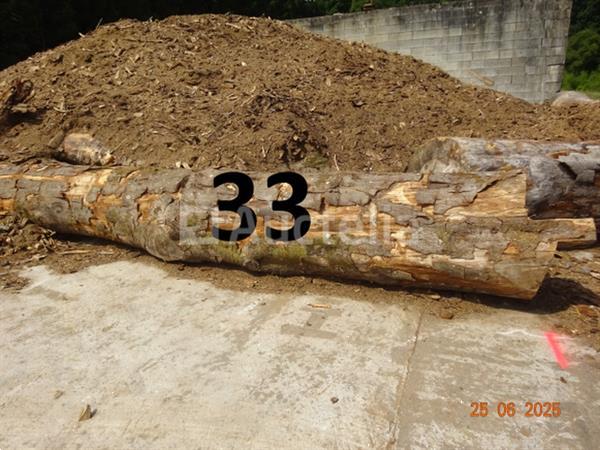 Grote foto 1 boomstam op een lengte van 6m diam 1m beginnend voor een einde van 80cm 1 boomstamlengte 6m8 doe het zelf en verbouw ijzerwaren en bevestigingsmiddelen