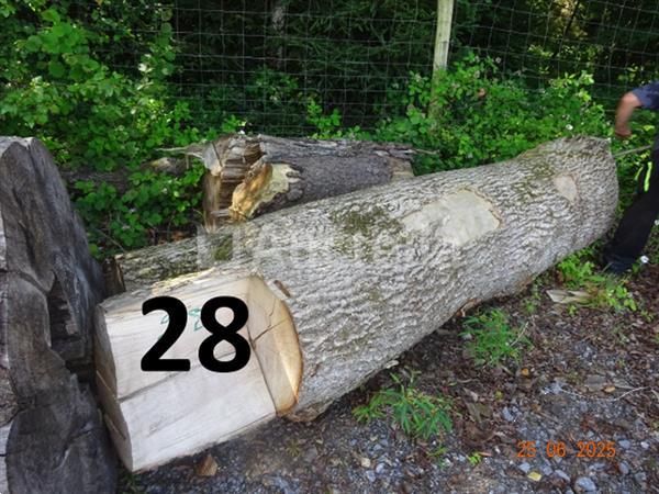 Grote foto 1 set bomen valt over een lengte van 12m op diam. 90cm alleen ter informatie doe het zelf en verbouw ijzerwaren en bevestigingsmiddelen