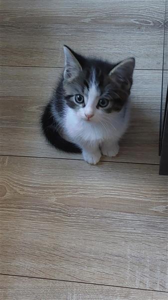 Grote foto kittens dieren en toebehoren overige katten