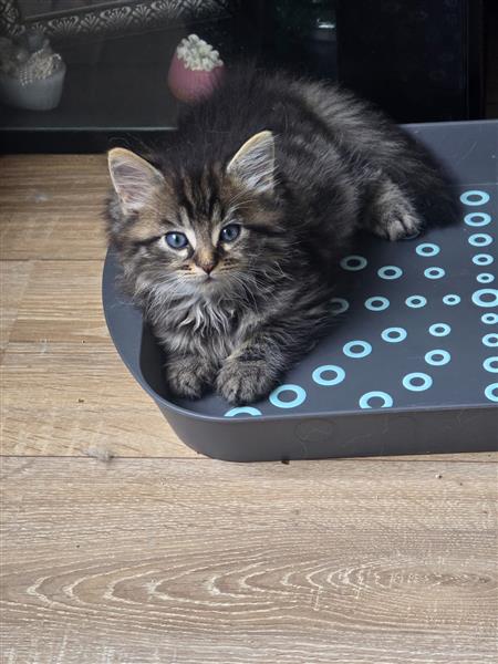 Grote foto kittens dieren en toebehoren overige katten