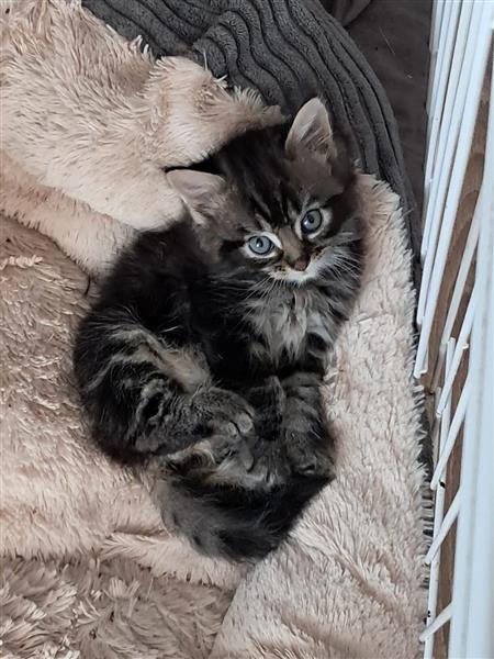 Grote foto kittens dieren en toebehoren overige katten