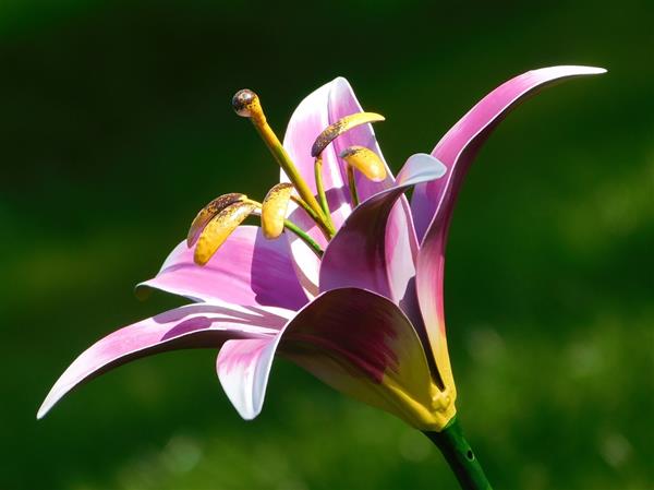 Grote foto handgemaakte lelie tuinsteker 82 cm metaal tuin en terras tuindecoratie
