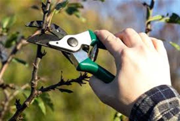 Grote foto fruitbomen snoeien snoeier appel peer kers tuin en terras fruitbomen