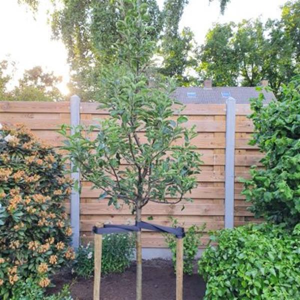 Grote foto fruitbomen snoeien snoeier appel peer kers tuin en terras fruitbomen