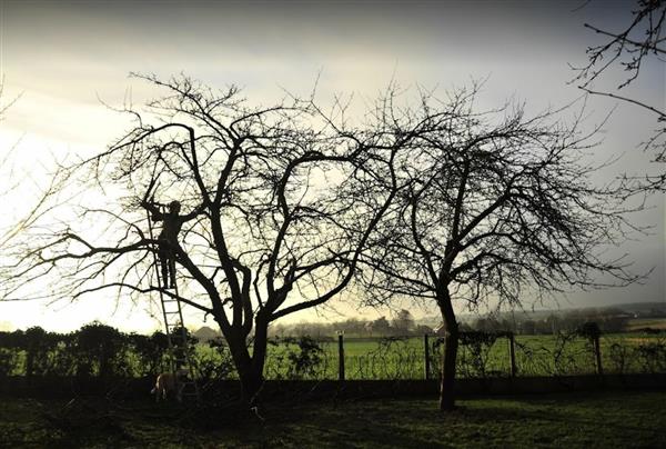Grote foto fruitbomen snoeien snoeier appel peer kers tuin en terras fruitbomen