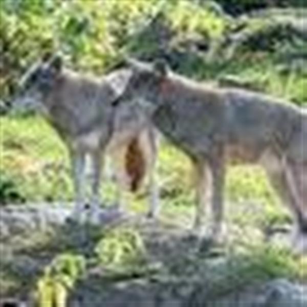 Grote foto boeken en het bos contacten en berichten uitgaan