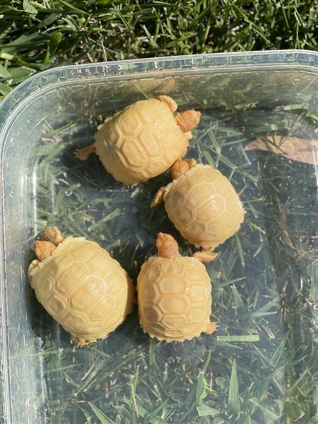 Grote foto albino sulcata tortoises for sale dieren en toebehoren reptielen en amfibie n
