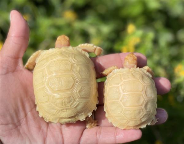 Grote foto albino sulcata tortoises for sale dieren en toebehoren reptielen en amfibie n