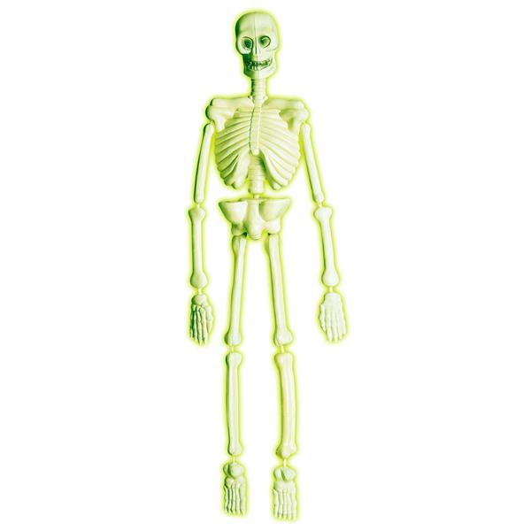 Grote foto halloween skelet laboratorium 90cm verzamelen overige verzamelingen