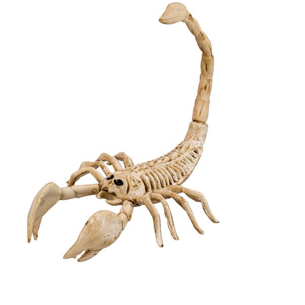 Grote foto halloween skelet schorpioen 30cm verzamelen overige verzamelingen