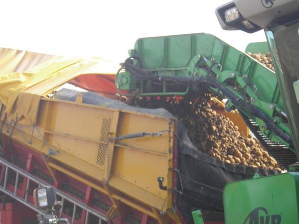 Grote foto spinnekop combine stortbunker met reiniger inspectietransportband en lift agrarisch kisten