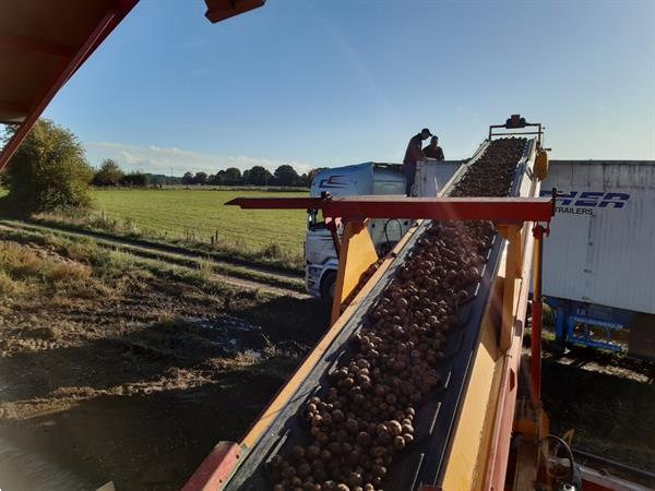 Grote foto spinnekop combine stortbunker met reiniger inspectietransportband en lift agrarisch kisten