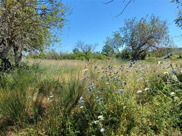 Grote foto terrein in spanje 8.0254 m2 diversen overige