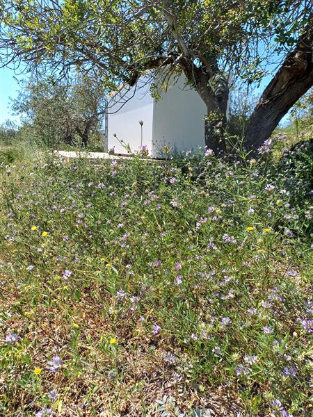 Grote foto terrein in spanje 8.0254 m2 diversen overige