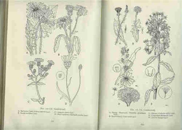 Grote foto herbaceous garden flora boeken natuur