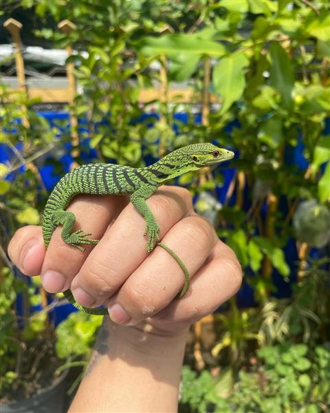 Grote foto smaragdvaraan varanus prasinus te koop dieren en toebehoren reptielen en amfibie n