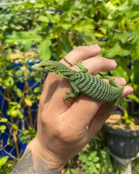 Grote foto smaragdvaraan varanus prasinus te koop dieren en toebehoren reptielen en amfibie n