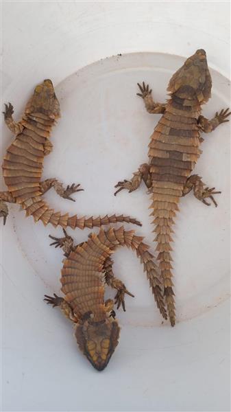 Grote foto ouroborus cataphractus for sale. dieren en toebehoren reptielen en amfibie n