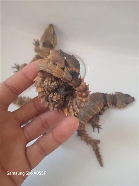 Grote foto ouroborus cataphractus for sale. dieren en toebehoren reptielen en amfibie n