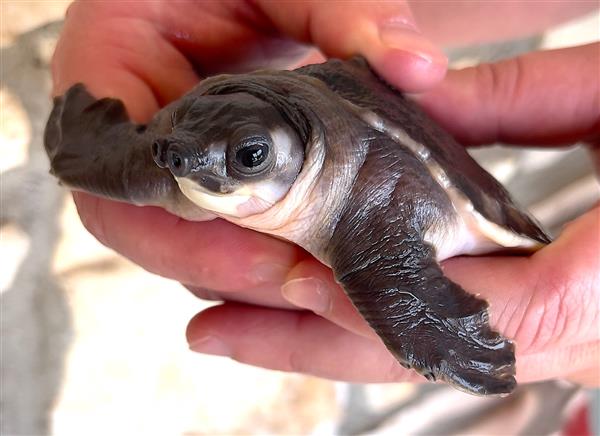 Grote foto carettochelys insculpta for sale dieren en toebehoren reptielen en amfibie n