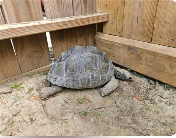 Grote foto aldabra schildpadden te koop dieren en toebehoren reptielen en amfibie n