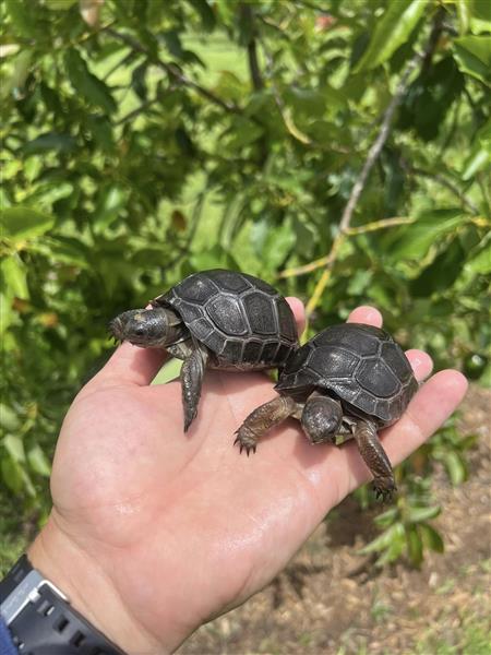 Grote foto aldabra schildpadden te koop dieren en toebehoren reptielen en amfibie n
