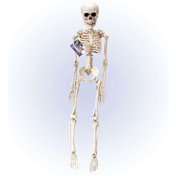 Grote foto halloween skelet wit 50cm verzamelen overige verzamelingen