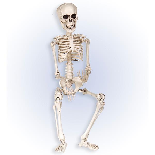 Grote foto halloween skelet wit 50cm verzamelen overige verzamelingen