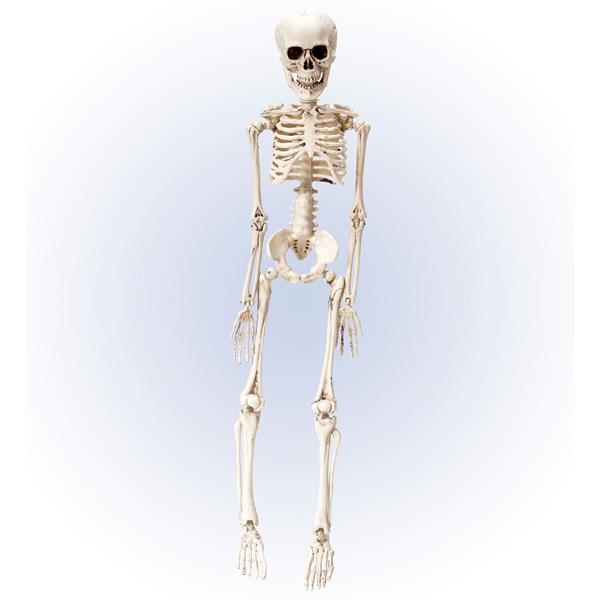 Grote foto halloween skelet wit 50cm verzamelen overige verzamelingen