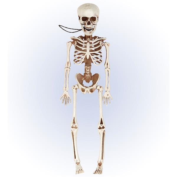 Grote foto halloween skelet beweegbaar 40cm verzamelen overige verzamelingen