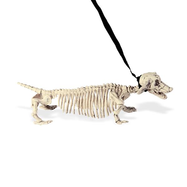 Grote foto halloween skelet tekkel met riem verzamelen overige verzamelingen