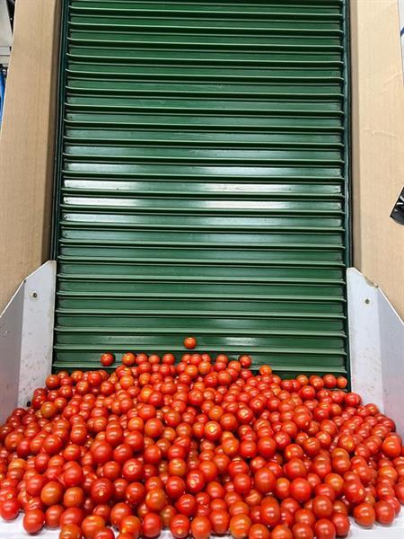 Grote foto manter vp10000 afweegmachine met aweta opvoerband voor cherry tomaten agrarisch tuinbouw
