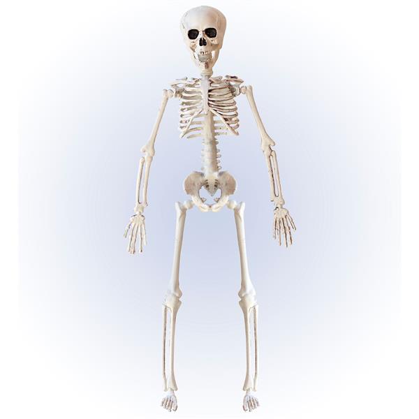Grote foto halloween skelet beige 40cm verzamelen overige verzamelingen